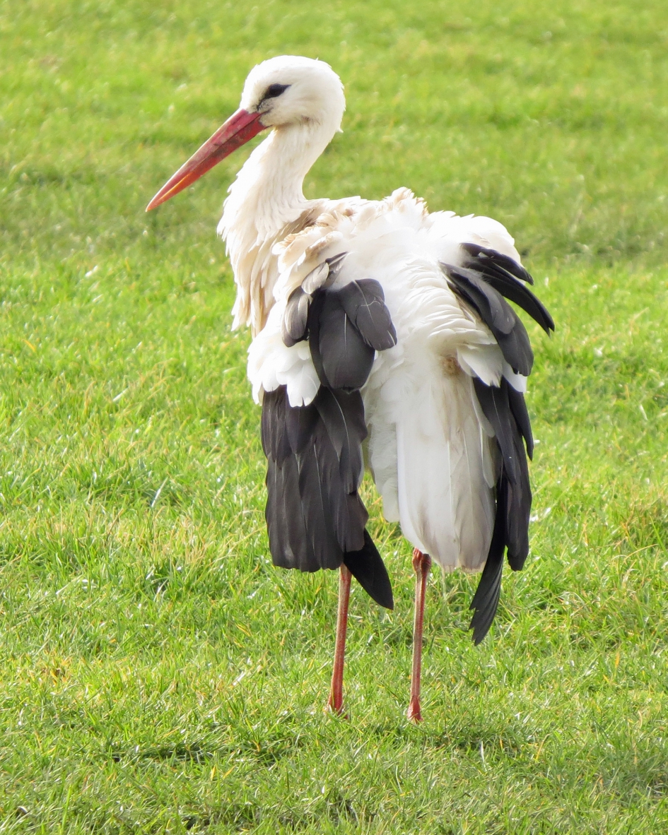 Slechte haardag - Vogels - Oooievaar