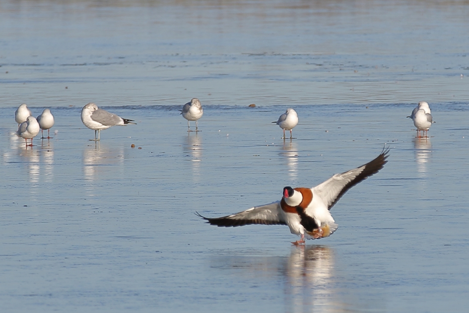 slippertje - Vogels - bergeend komt aanglijden