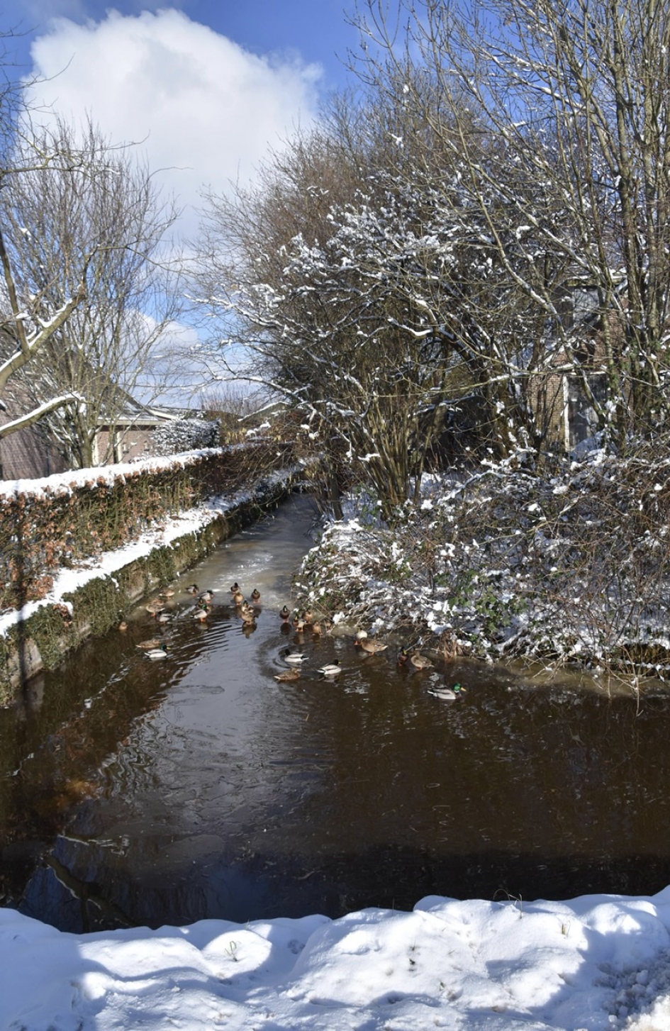 Sloot in Westbroek - Weer en landschap - 