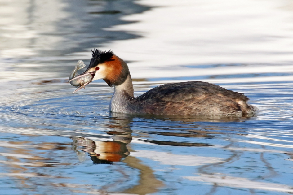 Sneeuw of niet, gegeten moet er worden - Vogels - Fuut