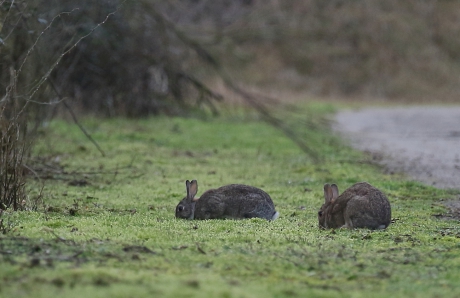sneeuw weg, konijnen terug