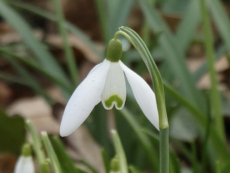 Sneeuwklokje - Planten - 