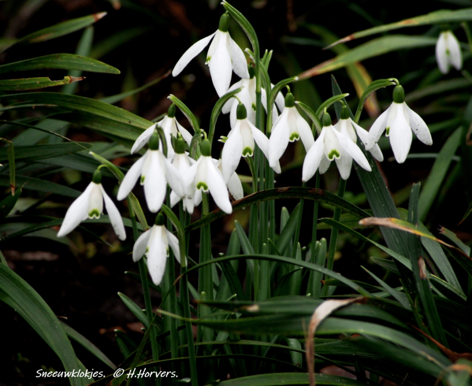 Sneeuwklokjes. - Planten - Sneeuwklokjes.