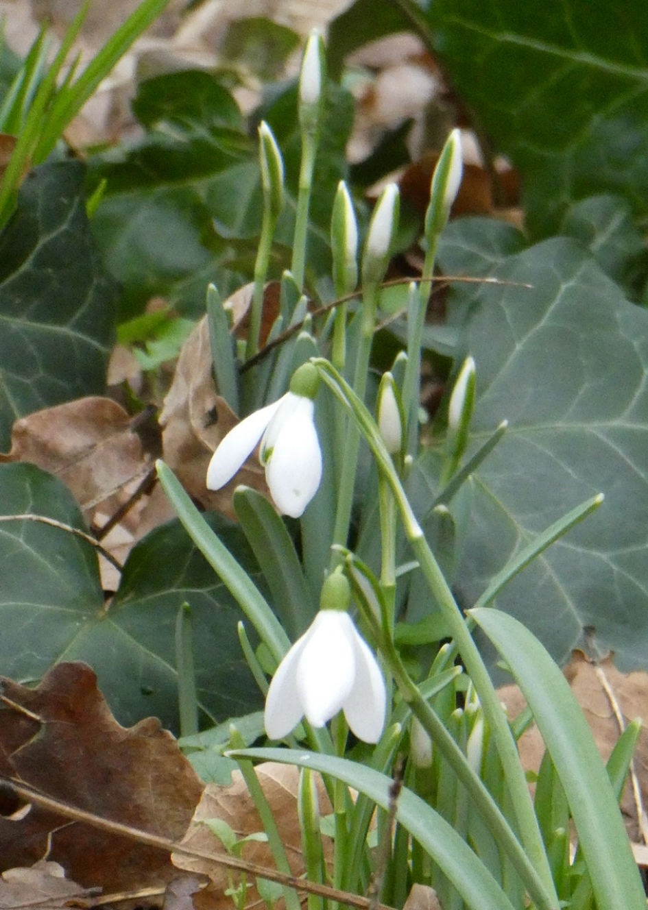 Sneeuwklokjes - Planten - 