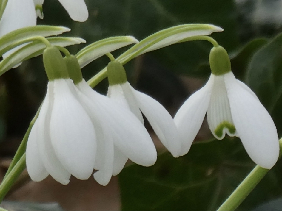 Sneeuwklokjes - Planten - 