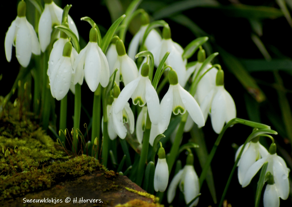 Sneeuwklokjes. - Planten - Sneeuwklokjes.