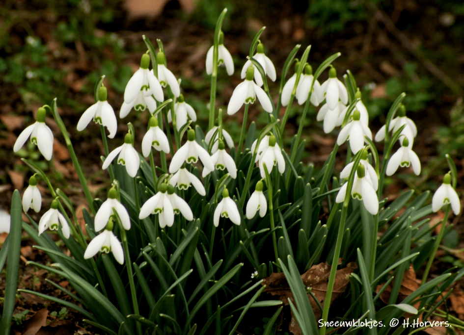 Sneeuwklokjes - Planten - Sneeuwklokjes