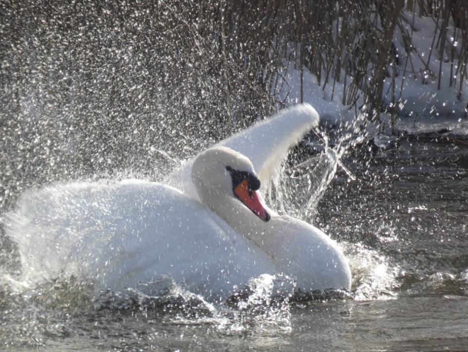 Sneeuwwit - Vogels - Zwaan