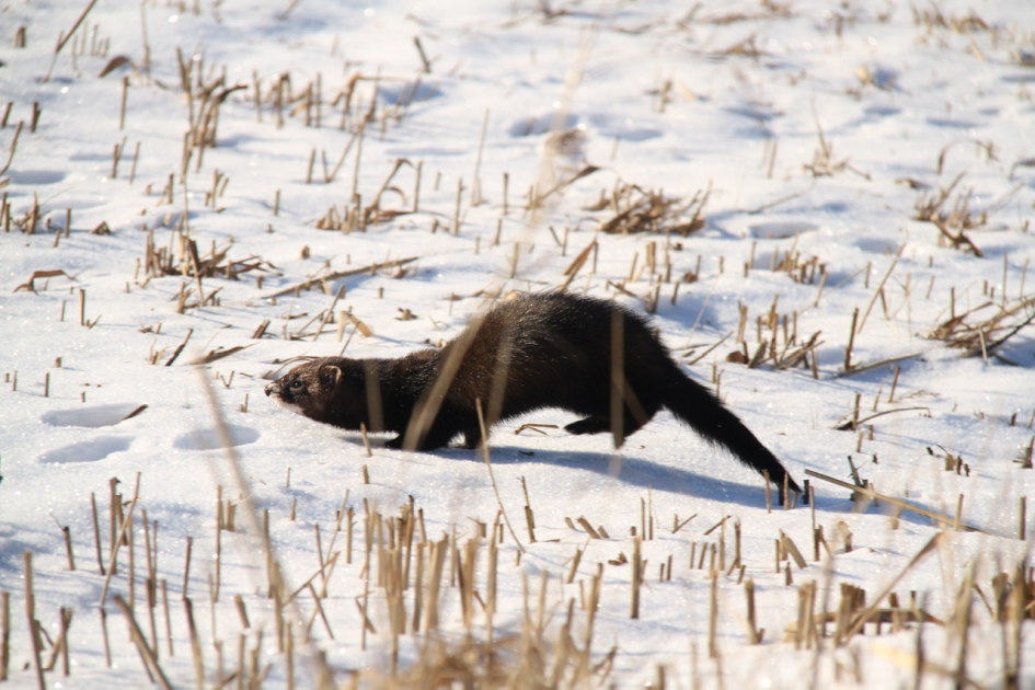 Springen door de sneeuw - Zoogdieren - 
