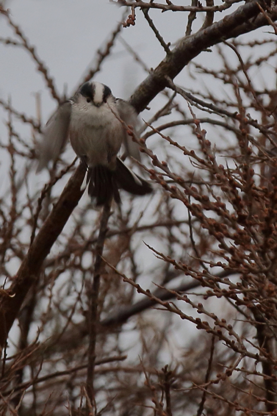 staartmees - Vogels - staartmees