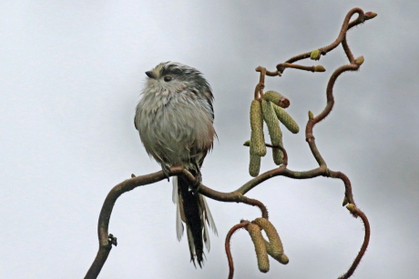 Staartmees in slecht weer