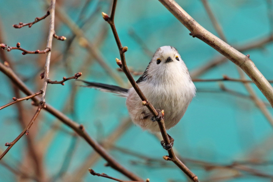 Staartmeesje - Vogels - 