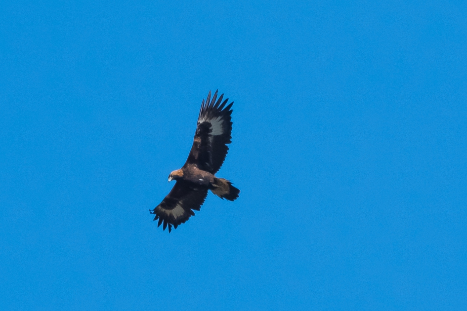 Steenarend - Vogels - Steenarend