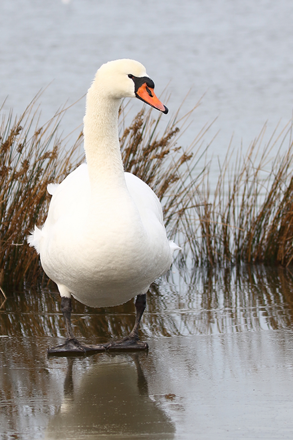 stilstand - Vogels - knobbelzwaan -v-