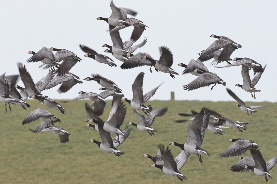 tegelijk - Vogels - brandgan