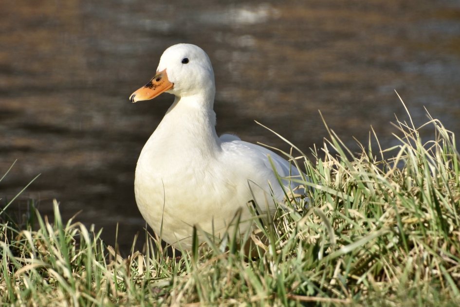 Toch maar even de boel overzien ... - Vogels - 
