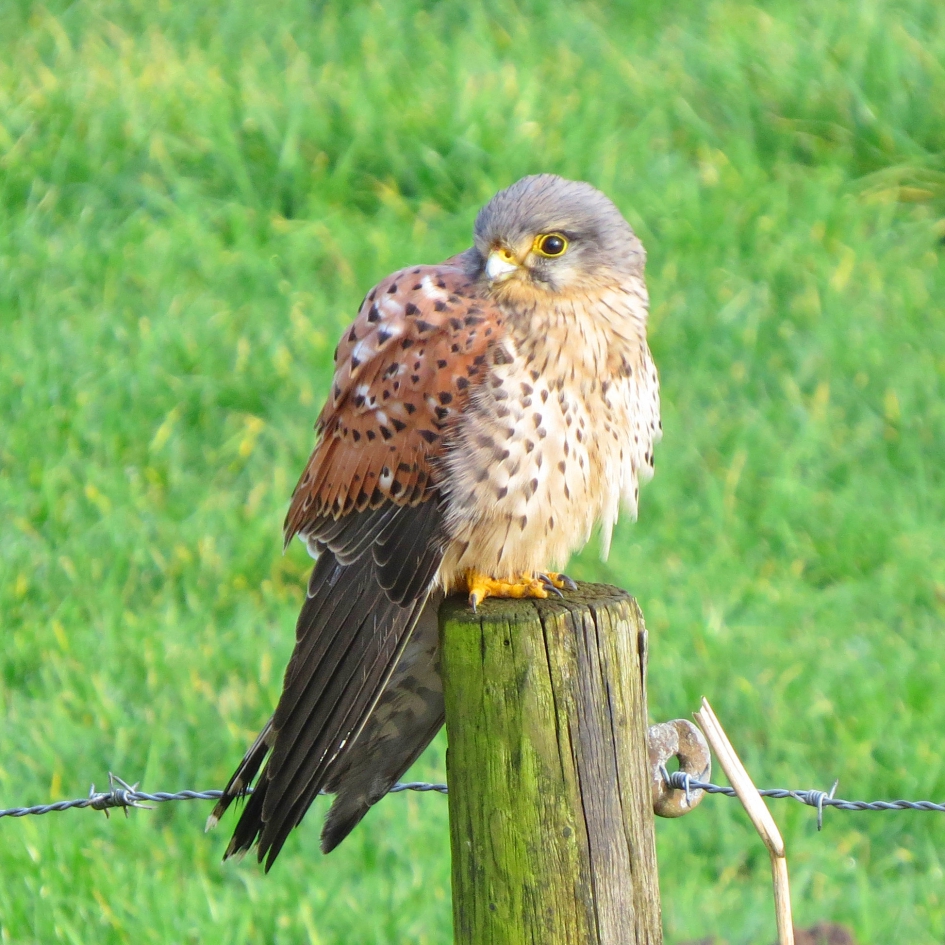 Torenvalkje - Vogels - 