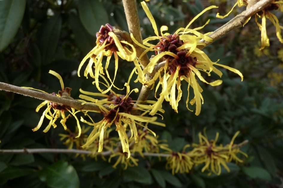 Toverhazelaar - Planten - 