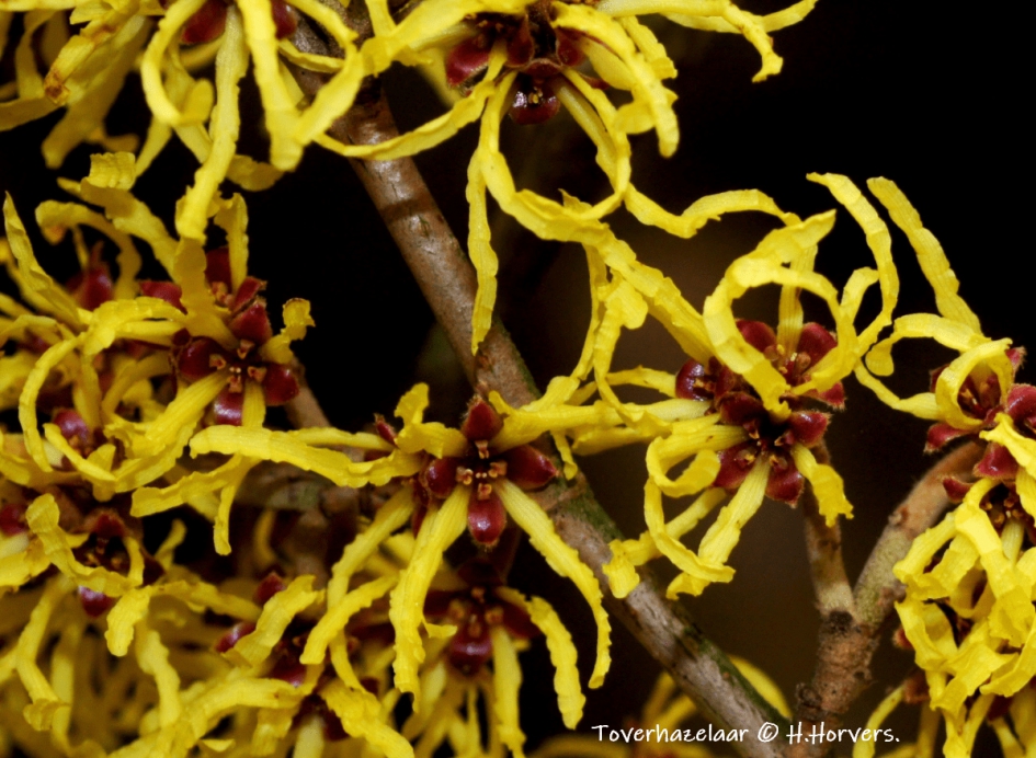 Toverhazelaar. - Planten - Toverhazelaar.