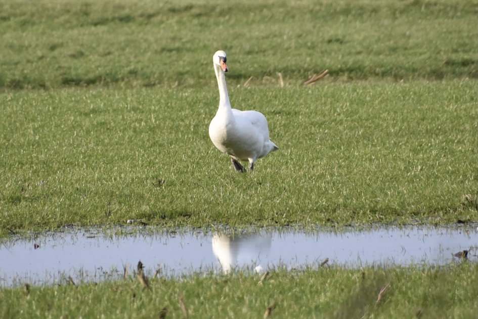 Trotse knobbelzwaan - Vogels - 