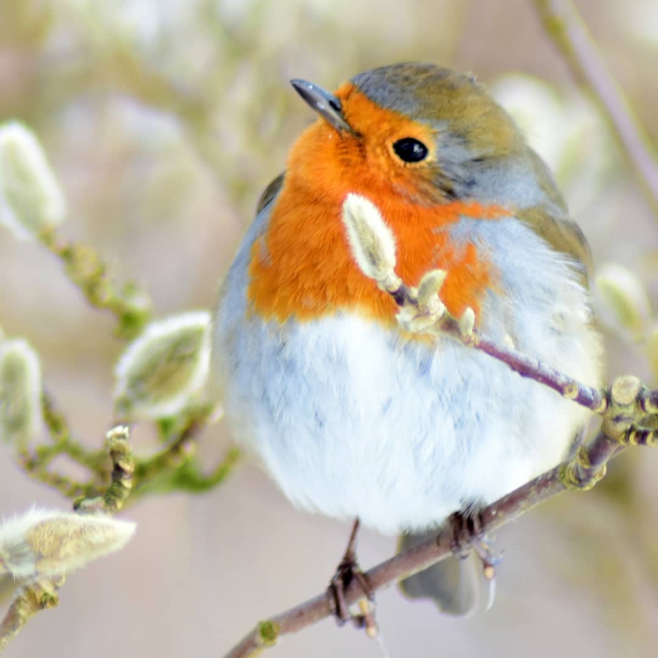 Trouwe bezoeker van mijn wintertuin. - Vogels - 