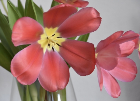Tulpen