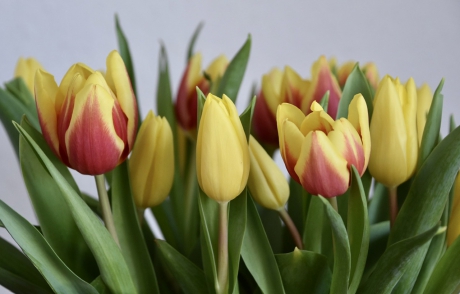 Tulpen