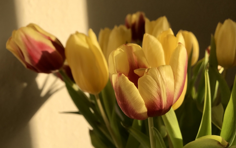 Tulpen - Planten - 