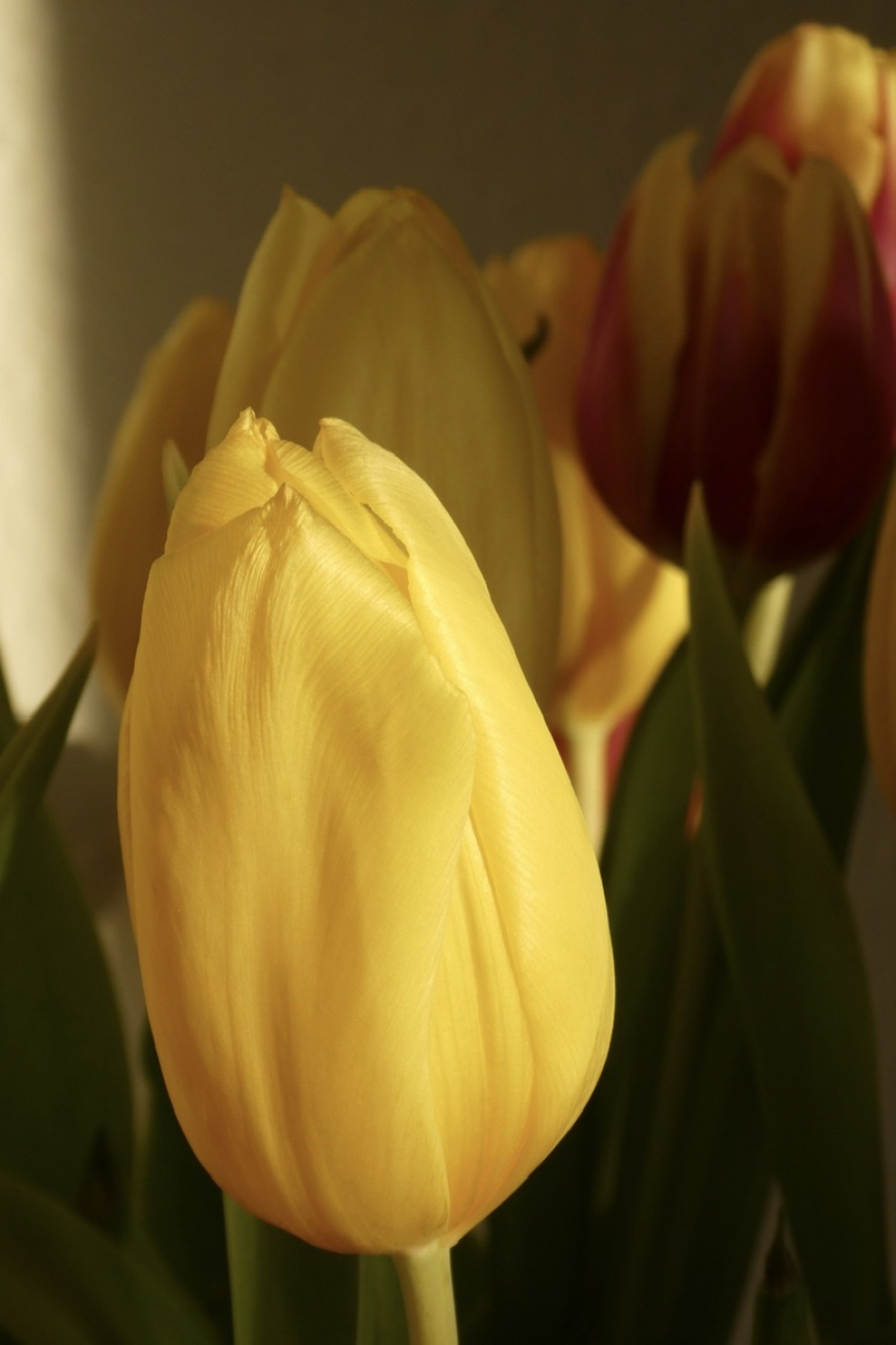 Tulpen - Planten - 