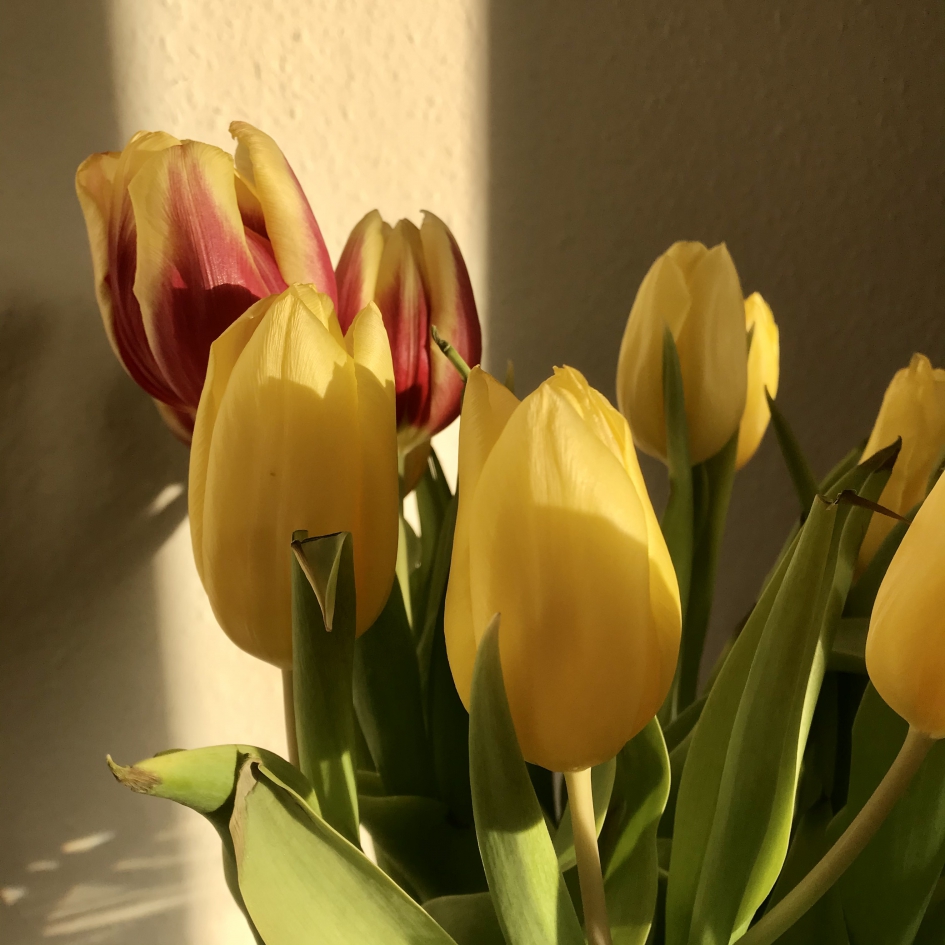 Tulpen - Planten - 