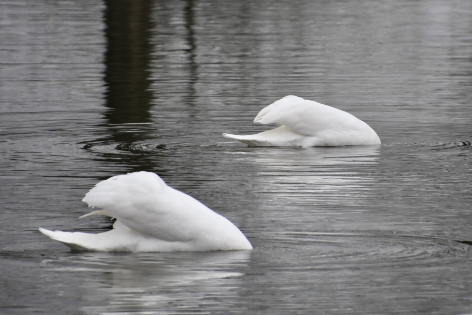 Twee knobbelzwanen - Vogels - 