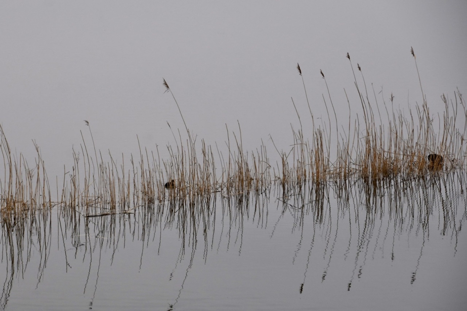 Twee meerkoeten... - Vogels - 