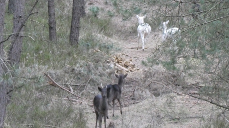 twee witte reeen op de veluwe 23-02-2021