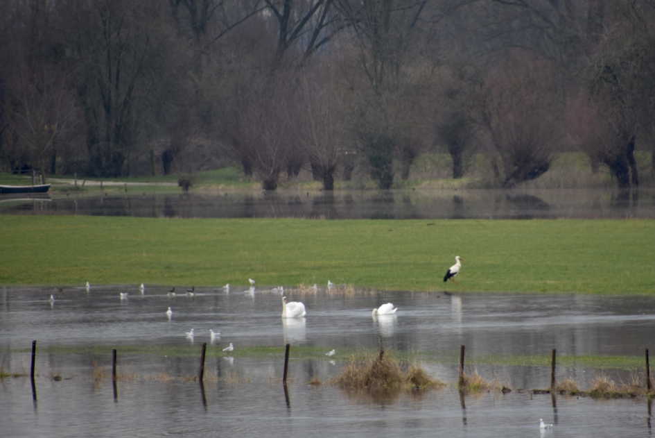 Uiterwaarden vol met water... - Weer en landschap - 