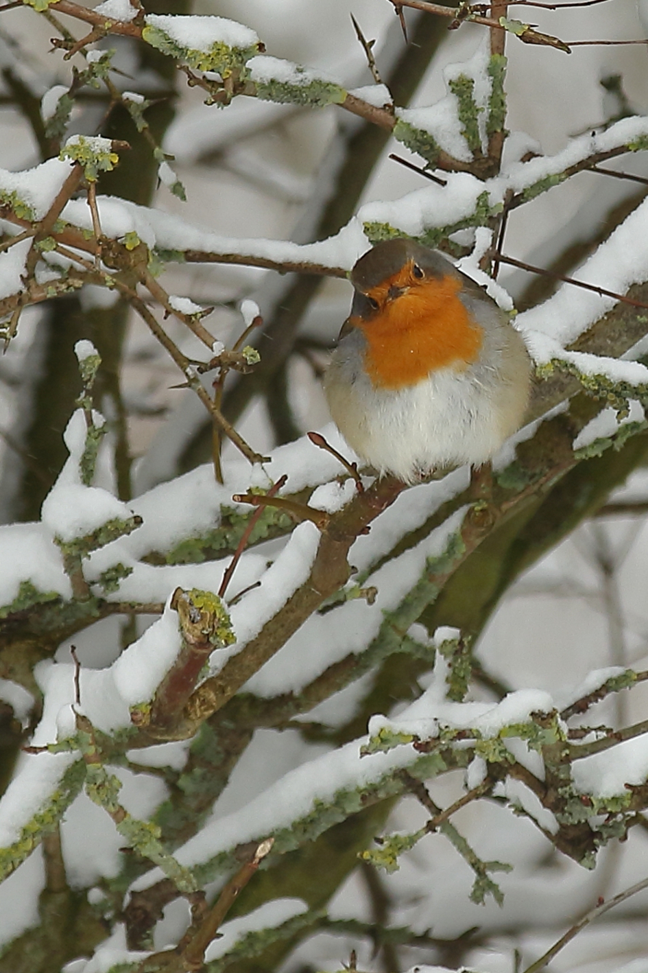 valt wel op - Vogels - roodborst
