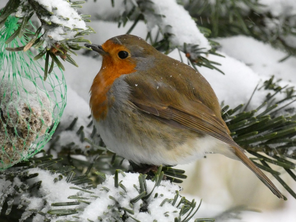 Veren opgezet tegen de kou - Vogels - Roodborst