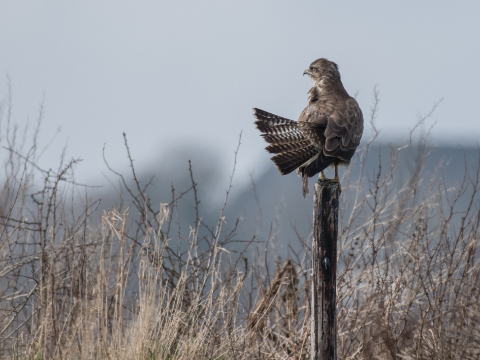 Veren verzorgen - Vogels - Buizerd