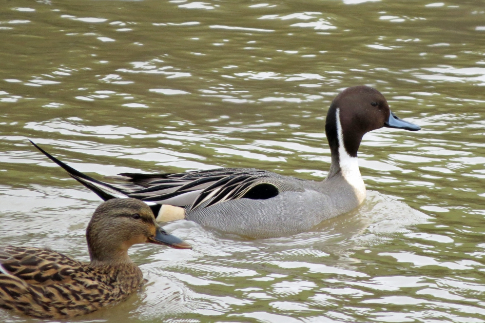 Verkeerde afslag? - Vogels - Pijlstaart