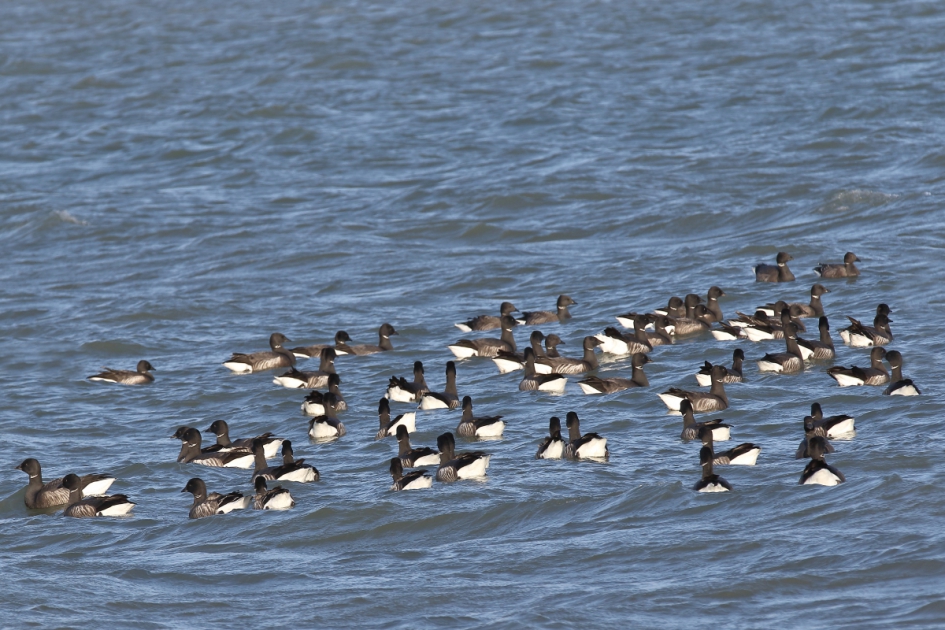 vertekend beeld - Vogels - rotgans