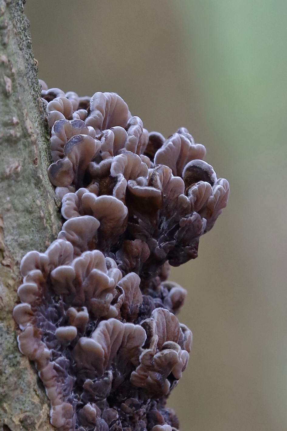 viltig judasoor - Schimmels - viltig judasoor