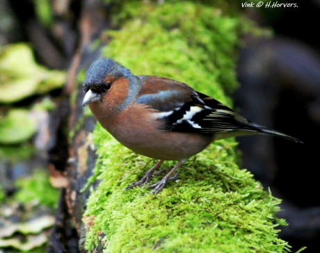 Vink