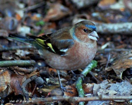 Vink