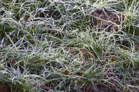 Vink in het bevroren gras