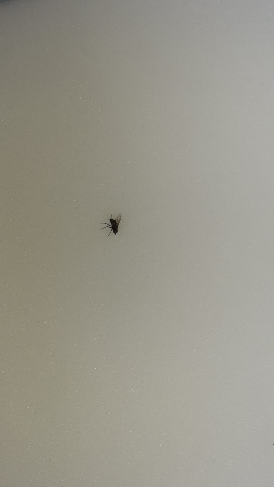 Vlieg op sneeuwduin - Geleedpotigen - huisvlieg