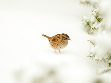 Vogel in de sneeuw