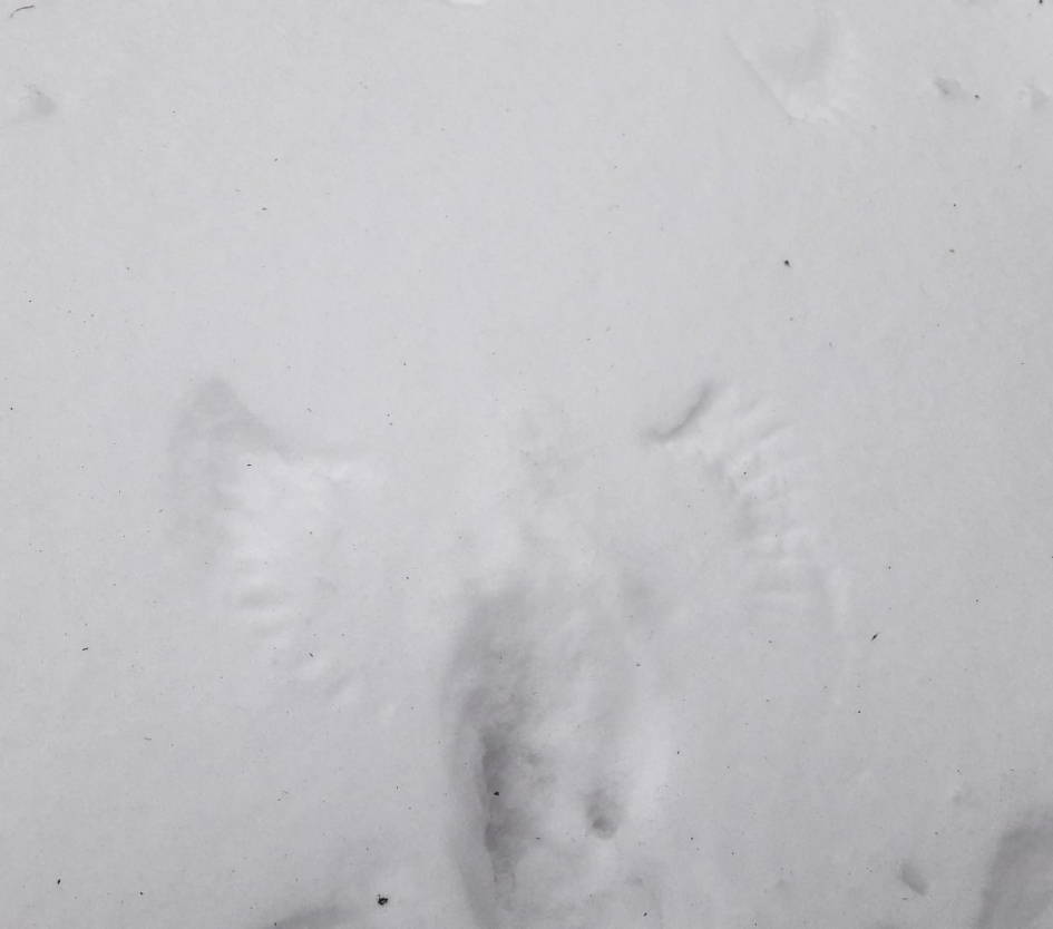 Vogeltje maakt een engeltje in de sneeuw - Vogels - 