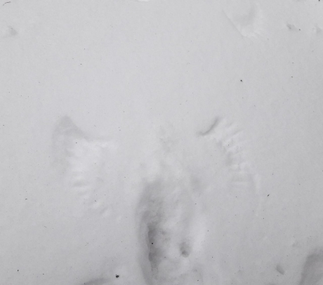 Vogeltje maakt een engeltje in de sneeuw