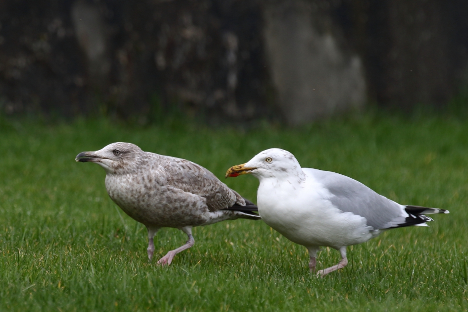 vragen staat vrij - zilvermeeuw 2 van 4 - Vogels - zilvermeeuw