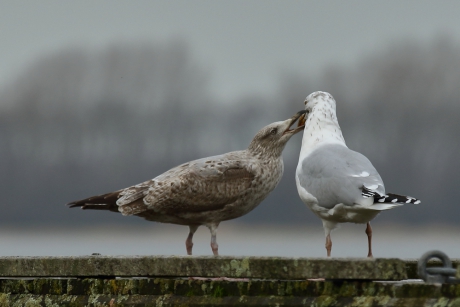 vragen staat vrij - zilvermeeuw 3 van 4