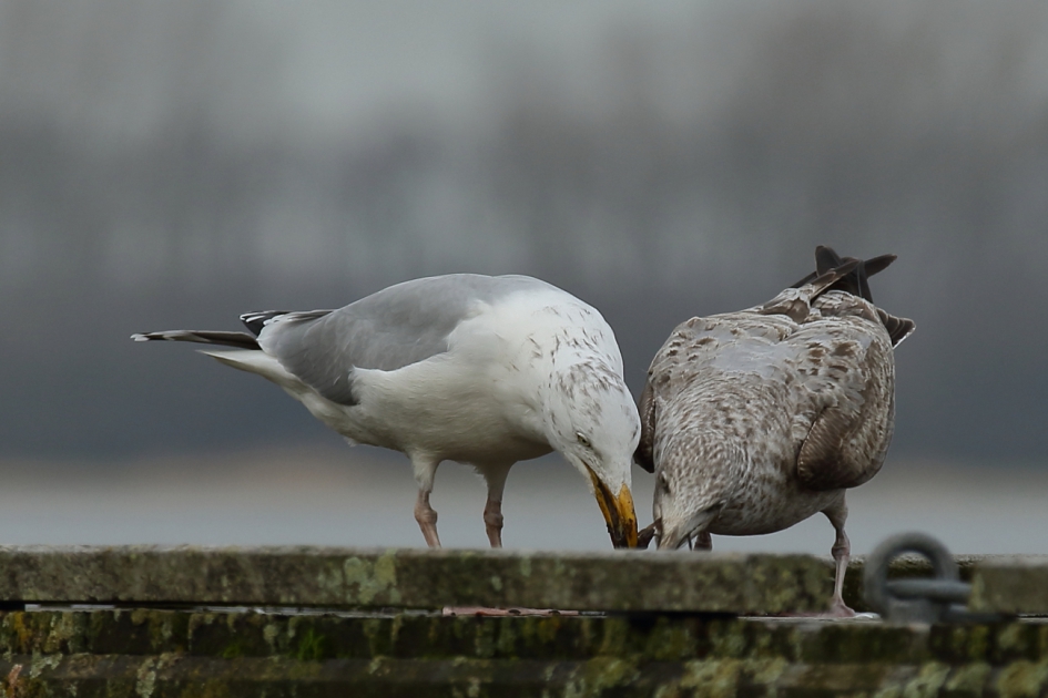 vragen staat vrij - zilvermeeuw 4 van 4 - Vogels - zilvermeeuw